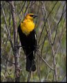_B217365 yellow-headed blackbird